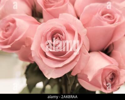 The pink roses background for Valentine's day  or Mother day or Woman day post card or invitation. Aroma therapy cosmetic background. Beaty salon  or Stock Photo