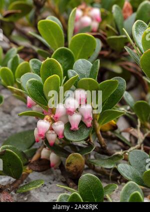 Bearberry, Arctostaphylos uva-ursi, in flower in spring. Stock Photo