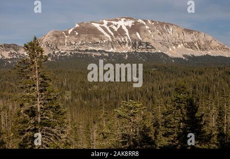 Norway Spruce forest on the high limestone plateau, Réserve naturelle des Hauts Plateaux du Vercors, Vercors mountains, France. Stock Photo