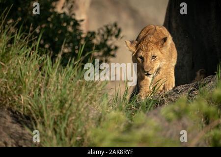 Lion cub walks on rock by grass Stock Photo