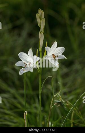 St Bruno's lily, Paradisea liliastrum, in flower in alpine meadow, Queyras, France. Stock Photo
