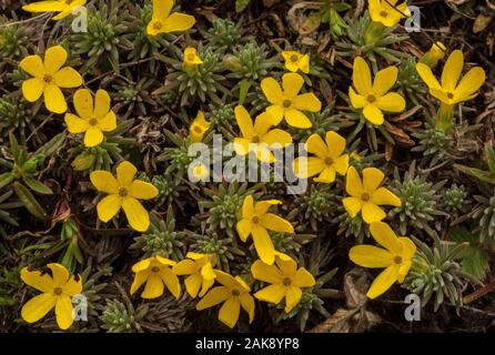 Vitaliana, known as Androsace vitaliana or Vitaliana primuliflora, in flower at high altitude in the French Alps. Stock Photo
