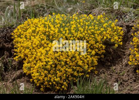 Vitaliana, known as Androsace vitaliana or Vitaliana primuliflora, in flower at high altitude in the French Alps. Stock Photo