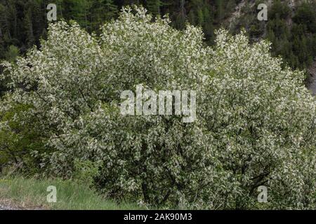 Bird cherry, Prunus padus, tree in full flower in spring. Stock Photo