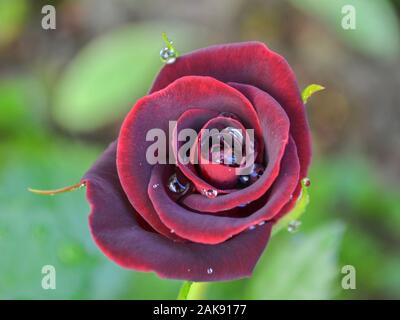 Rain drops on dark red rose, rosa flower Stock Photo