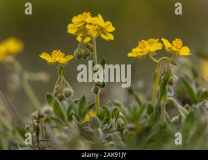 Alpine Rock-rose, Helianthemum alpestre, in flower in the italian Maritime Alps. Stock Photo