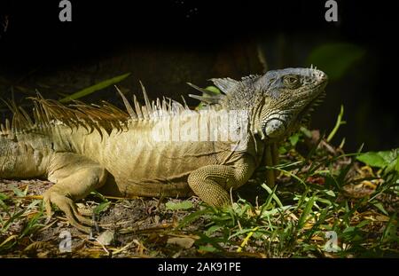 Grüner Leguan (Iguana iguana), Mexiko Stock Photo