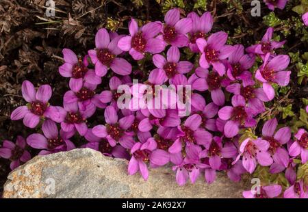 Alpine flower Saxifraga Oppositifolia (Purple Saxifrage), Aosta valley ...