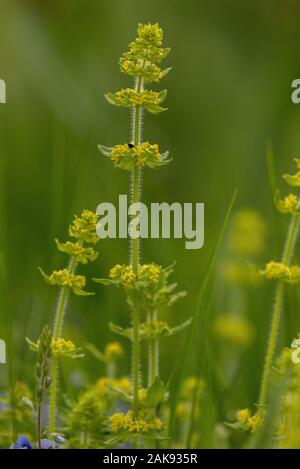 Crosswort, Cruciata laevipes, in flower in grassland. Stock Photo