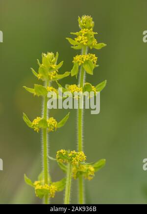 Crosswort, Cruciata laevipes, in flower in grassland. Stock Photo