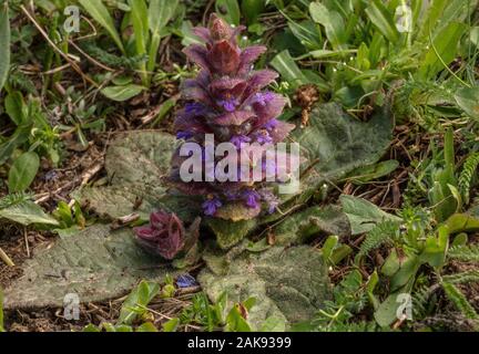 Pyramidal Bugle, Ajuga pyramidalis in flower in mountain grassland. Stock Photo