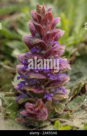 Pyramidal Bugle, Ajuga pyramidalis in flower in mountain grassland. Stock Photo