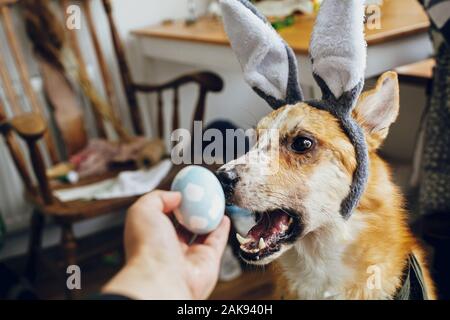 Cute golden dog in grey bunny ears playing with owner, trying to eat stylish easter egg in room. Lifestyle photo. Adorable dog sniffing easter egg, sh Stock Photo