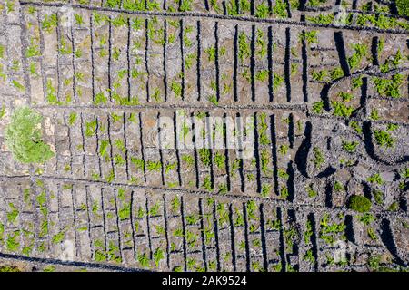 Top aerial view of man-made landscape of the Pico Island Vineyard Culture, Azores, Portugal. Regular pattern of spaced-out, long linear walls running Stock Photo