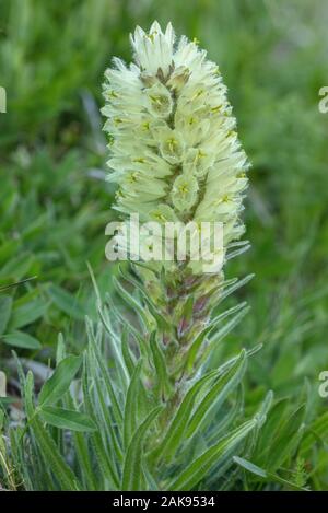 Yellow Bellflower, Campanula thyrsoides, in high alpine pasture, French Alps. Stock Photo