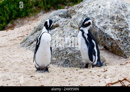Close up of a pair of South African penguins, with heads bowed, standing on Boulders beach