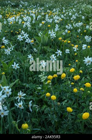 An alpine meadow on the Col du Lautaret, with Pheasant's eye, Globeflowers, and leaves of White False Helleborine. French Alps. Stock Photo