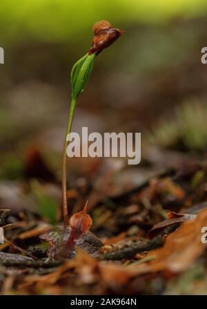 Seedling of Silver Fir, Abies alba, in heavy shade in Fir woodland. Vercors, France. Stock Photo