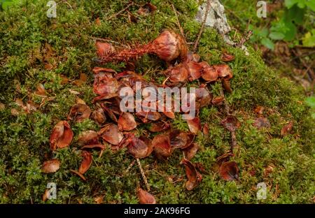 Red Squirrel, Eurasian red squirrel, Sciurus vulgaris, feeding place with eaten cones and cone scales. Stock Photo