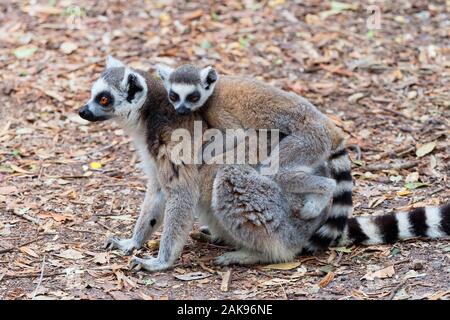 A mother Ring Tailed Lemur sits morionless on a forest trail with her young baby on her back Stock Photo