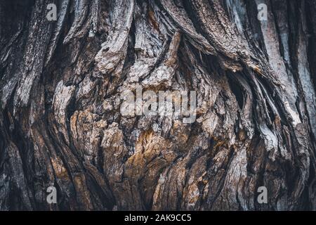 Texture of the bark of a Styphnolobium japonicum commonly known as Pagoda tree. Stock Photo