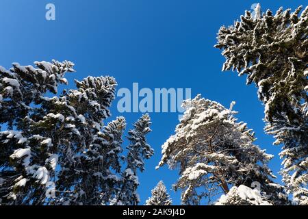 Winter forest, tall spruce and pine trees covered with snow against blue sky Stock Photo
