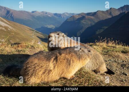 Two marmots of the Alps. Marmota marmota. Glocknergruppe mountain group. Alpine fauna. Austrian Alps. Stock Photo