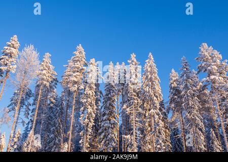 Winter forest, tall spruce and pine trees covered with snow against blue sky Stock Photo