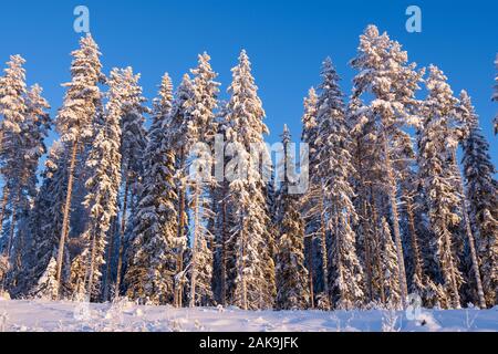 Winter forest, tall spruce and pine trees covered with snow against blue sky Stock Photo