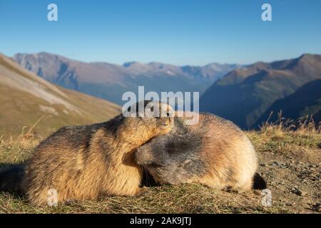 Two marmots of the Alps. Marmota marmota. Glocknergruppe mountain group. Alpine fauna. Austrian Alps. Stock Photo