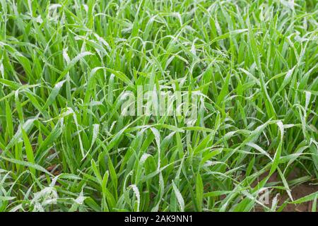 macro shot of Fresh green wheat grass with dew drops, punjab,pakistan.rain drops on wheat grass. Stock Photo