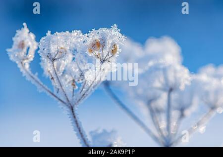 Beautiful frozen blade of grass with snowflakes, snow and sun Stock Photo