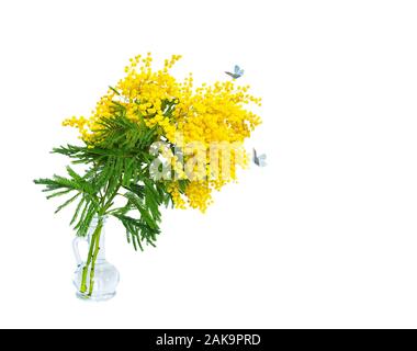 Beautiful mimosa flower blossom in glass vase, butterflies isolated on white background, macro. Shallow depth. Copy space. Spring floral mixed media a Stock Photo