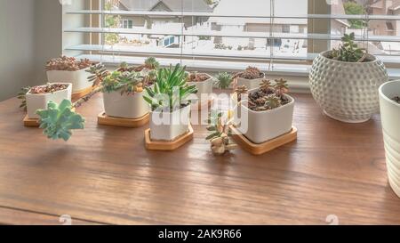 Pano Home interior with cacti on white pots on top of wooden cabinet against window Stock Photo