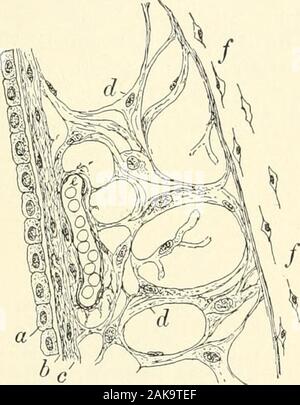 Textbook of normal histology: including an account of the development of the tissues and of the organs . be. The innersurface of the periosteum, the tra-becular, and the outer face of thefibrous tunic of the membranouscanals are invested by the endothe-lium which forms the immediatelining of the perilymphatic space.The walls of the membranoussemicircular canals closely re-semble those of the saccule and theutricle, being made up of an outerfibrous lamella and an inner epi-thelial lining. The fibrous coatis further differentiated into an external layer of felted connective-tissue bundles, conta Stock Photo