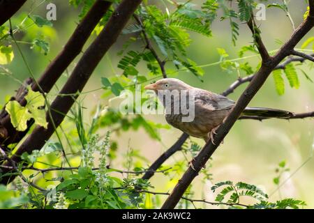 Angry jungle babbler on a green background tree Stock Photo