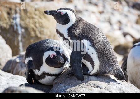 Close up of two African penguins (Spheniscus demersus) on a stone at Betty's Bay, enjoying a sunny day, South Africa Stock Photo