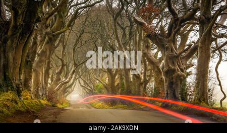 Early morning in autumn with mist and light trails at The Dark Hedges, County Antrim, Northern Ireland. Long exposure photography. Stock Photo