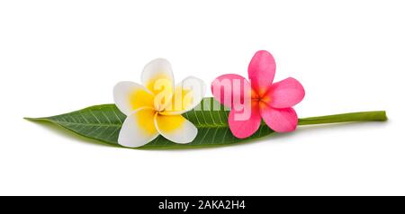 Red and white Frangipani flowers with leaf isolated on white Stock Photo