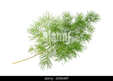 Common asparagus fern isolated on white background Stock Photo