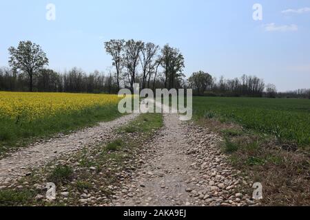 Beautiful yellow  flowers on field in village Stock Photo