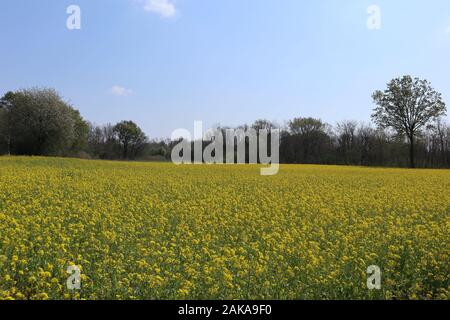 Beautiful yellow  flowers on field in village Stock Photo