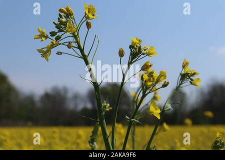 Beautiful yellow  flowers on field in village Stock Photo