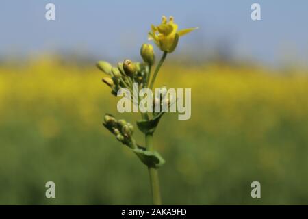 Beautiful yellow  flowers on field in village Stock Photo