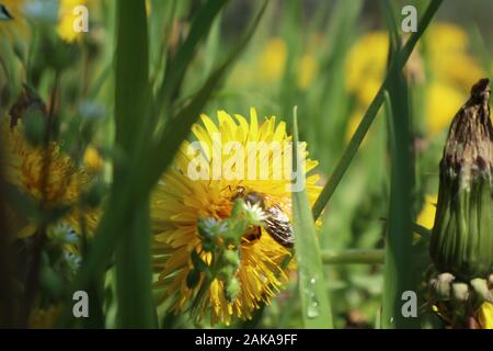 Beautiful yellow  flowers on field in village Stock Photo