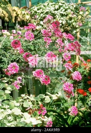 Verbena Sissinghurst Pink in herbaceous flower border. A summer flowering mat forming perennial that is frost hardy. Stock Photo