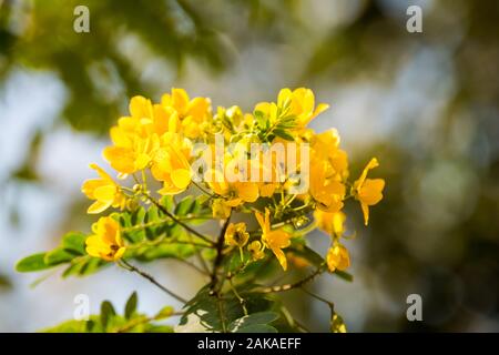Yellow flower of Cassia surattensis, a genus of flowering plants in the legume family, Fabaceae, and the subfamily Caesalpinioideae Stock Photo