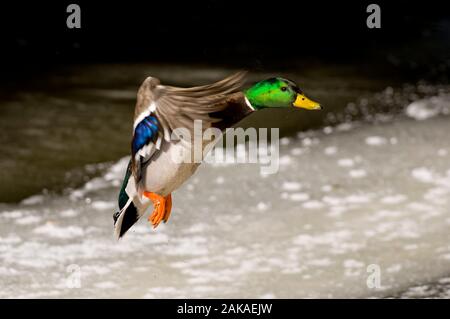 Male Mallard Duck coming in for a landing. Stock Photo