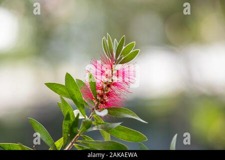 Bottlebrush plants (Callistemon spp.) get their name from the spikes of flowers, a genus of shrubs in the family Myrtaceae, endemic to Australia but w Stock Photo