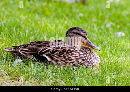 Female Mallard Duck laying down on grass. Stock Photo